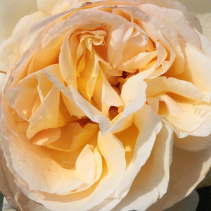 Онлайн магазин за рози - Чайно хибридни рози  - жълт - Pоза Топаз Ориентал - среден аромат - Джордж Делбард - Сравнително голям храст за изящен есенен цъвтеж.
